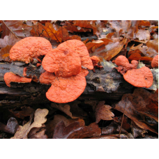 Мицелий Трутовика киноварно-красного / Киноварный гриб (Pycnoporus cinnabarinus)